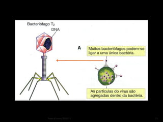 Nuno Correia 2010/11   21
 
