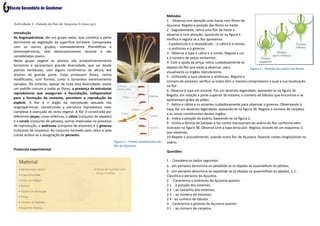 Estudo da Flor e do Fruto | PDF