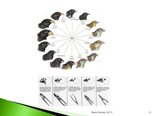 Nuno Correia 10/11   11
 