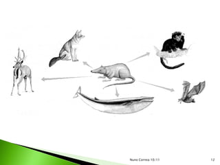 Nuno Correia 10/11   12
 