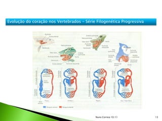 Evolução do coração nos Vertebrados – Série Filogenética Progressiva




                                            Nuno Correia 10/11         13
 