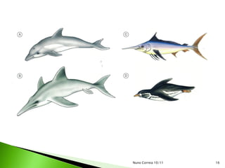 Nuno Correia 10/11   16
 