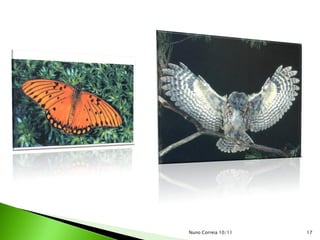 Nuno Correia 10/11   17
 