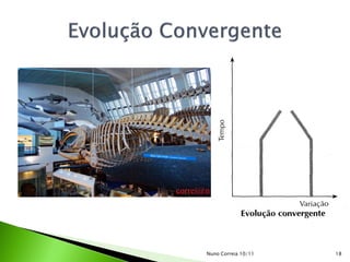 Nuno Correia 10/11   18
 