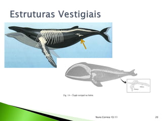 Nuno Correia 10/11   20
 