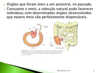   Órgãos que foram úteis a um ancestral, no passado.
   Consoante o meio, a selecção natural pode favorecer
    indivíduos com determinados órgãos desenvolvidos
    que noutro meio são perfeitamente dispensáveis.




                                 Nuno Correia 10/11   21
 