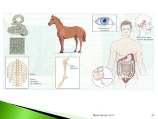 Nuno Correia 10/11   22
 