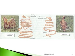 Nuno Correia 10/11   23
 