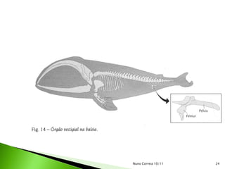 Nuno Correia 10/11   24
 