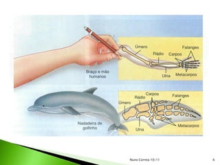 Nuno Correia 10/11   6
 