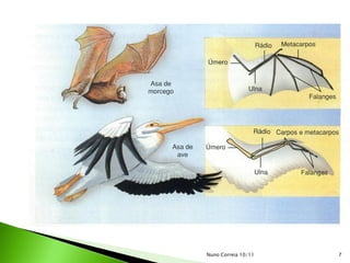 Nuno Correia 10/11   7
 