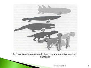 Reconstituindo os ossos do braço desde os peixes até aos
                       humanos


                                   Nuno Correia 10/11      8
 