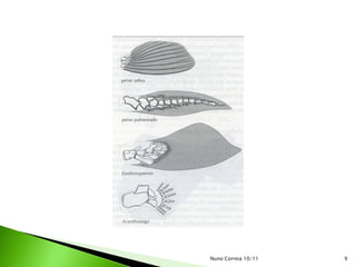 Nuno Correia 10/11   9
 