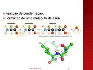  Reacçãode condensação.
 Formação de uma molécula de água




               Nuno Correia 10/11    22
 
