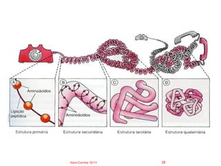 Nuno Correia 10/11   28
 