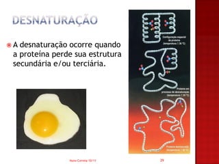 A desnaturação ocorre quando
 a proteína perde sua estrutura
 secundária e/ou terciária.




                Nuno Correia 10/11   29
 