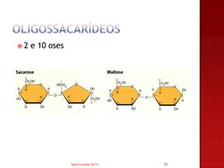 2   e 10 oses




                 Nuno Correia 10/11   35
 