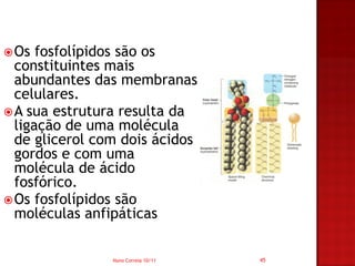  Os  fosfolípidos são os
  constituintes mais
  abundantes das membranas
  celulares.
 A sua estrutura resulta da
  ligação de uma molécula
  de glicerol com dois ácidos
  gordos e com uma
  molécula de ácido
  fosfórico.
 Os fosfolípidos são
  moléculas anfipáticas

                Nuno Correia 10/11   45
 
