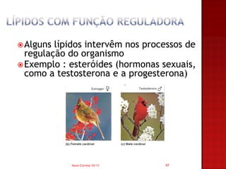  Alguns lípidos intervêm nos processos de
  regulação do organismo
 Exemplo : esteróides (hormonas sexuais,
  como a testosterona e a progesterona)




            Nuno Correia 10/11    47
 