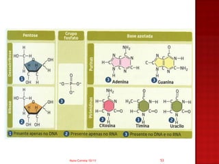 Nuno Correia 10/11   53
 