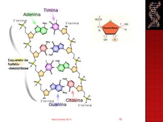 Nuno Correia 10/11   55
 