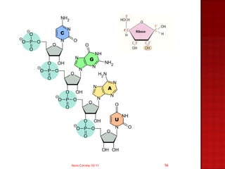 Nuno Correia 10/11   56
 