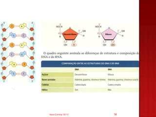Nuno Correia 10/11   58
 