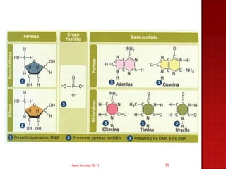Nuno Correia 10/11   59
 