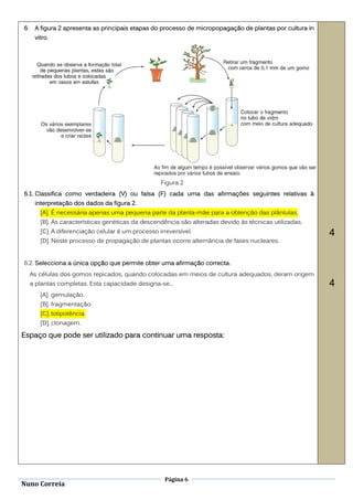 6.    A figura 2 apresenta as principais etapas do processo de micropopagação de plantas por cultura in
      vitro.




                                                    Figura 2
6.1. Classifica como verdadeira (V) ou falsa (F) cada uma das afirmações seguintes relativas à
      interpretação dos dados da figura 2.
        [A]. É necessária apenas uma pequena parte da planta-mãe para a obtenção das plântulas.
        [B]. As características genéticas da descendência são alteradas devido às técnicas utilizadas.
        [C]. A diferenciação celular é um processo irreversível.                                          4
        [D]. Neste processo de propagação de plantas ocorre alternância de fases nucleares.


6.2. Selecciona a única opção que permite obter uma afirmação correcta.
     As células dos gomos repicados, quando colocadas em meios de cultura adequados, deram origem
     a plantas completas. Esta capacidade designa-se...                                                   4
        [A]. gemulação.
        [B]. fragmentação.
        [C]. totipotência.
        [D]. clonagem.

Espaço que pode ser utilizado para continuar uma resposta:




                                                      Página 6
Nuno Correia
 