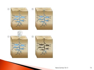 Nuno Correia 10/11   15
 