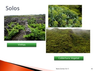 Vinhas




            Cobertura Vegetal



         Nuno Correia 10/11     43
 