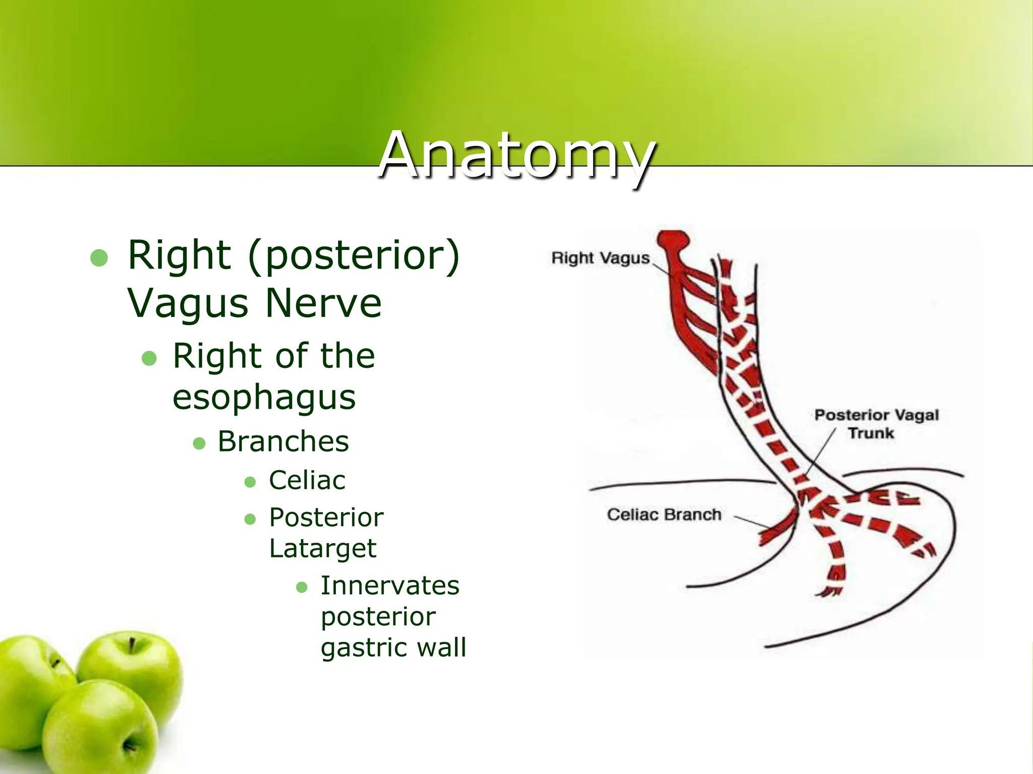 1166_stomach_Dr.-Ravi.ppt power point presentation | PPT