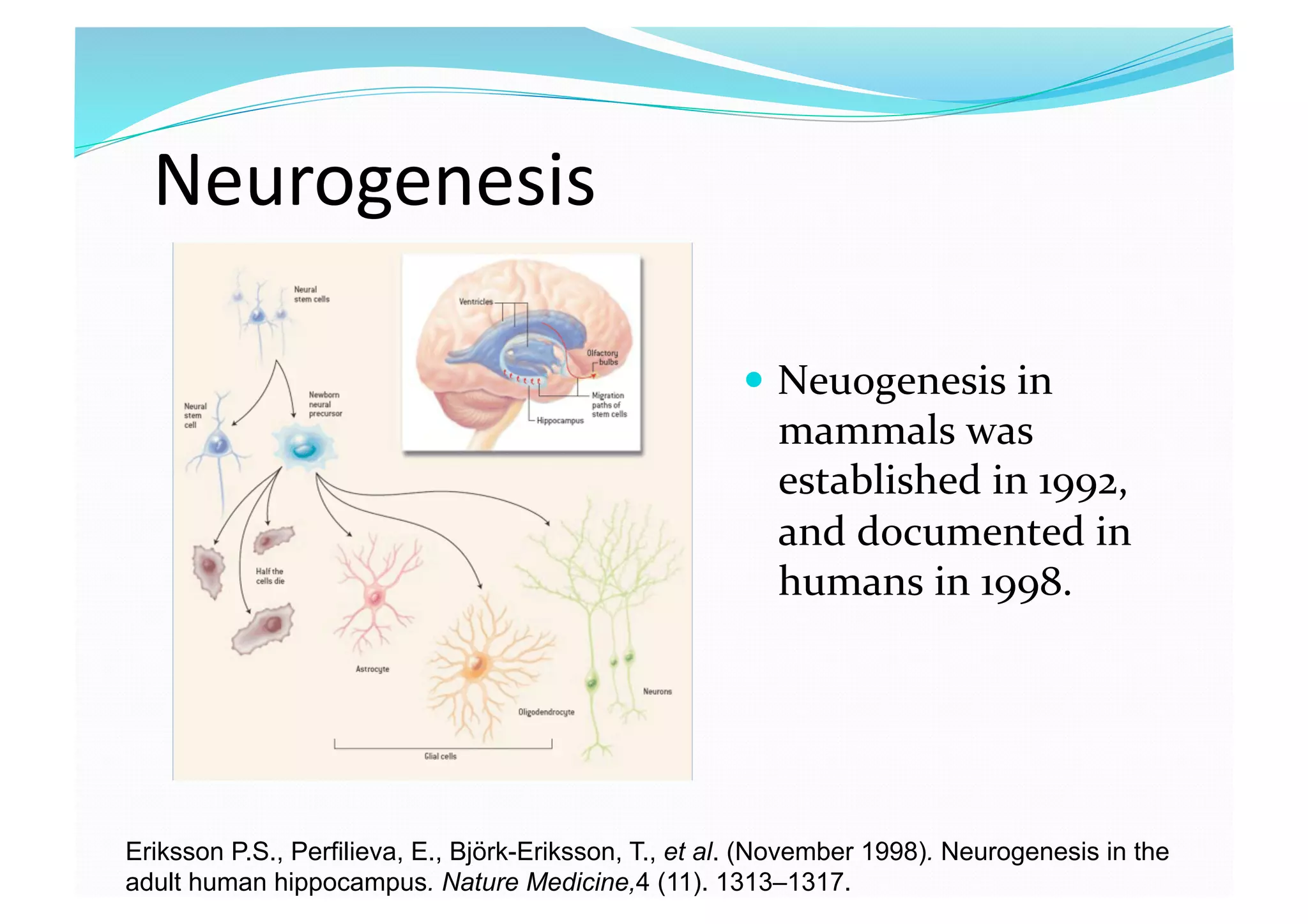 Neurogenesis 
  Neuogenesis in 
mammals was 
established in 1992, 
and documented in 
humans in 1998.  
Eriksson P.S., Perfilieva, E., Björk-Eriksson, T., et al. (November 1998). Neurogenesis in the
adult human hippocampus. Nature Medicine,4 (11). 1313–1317.
 