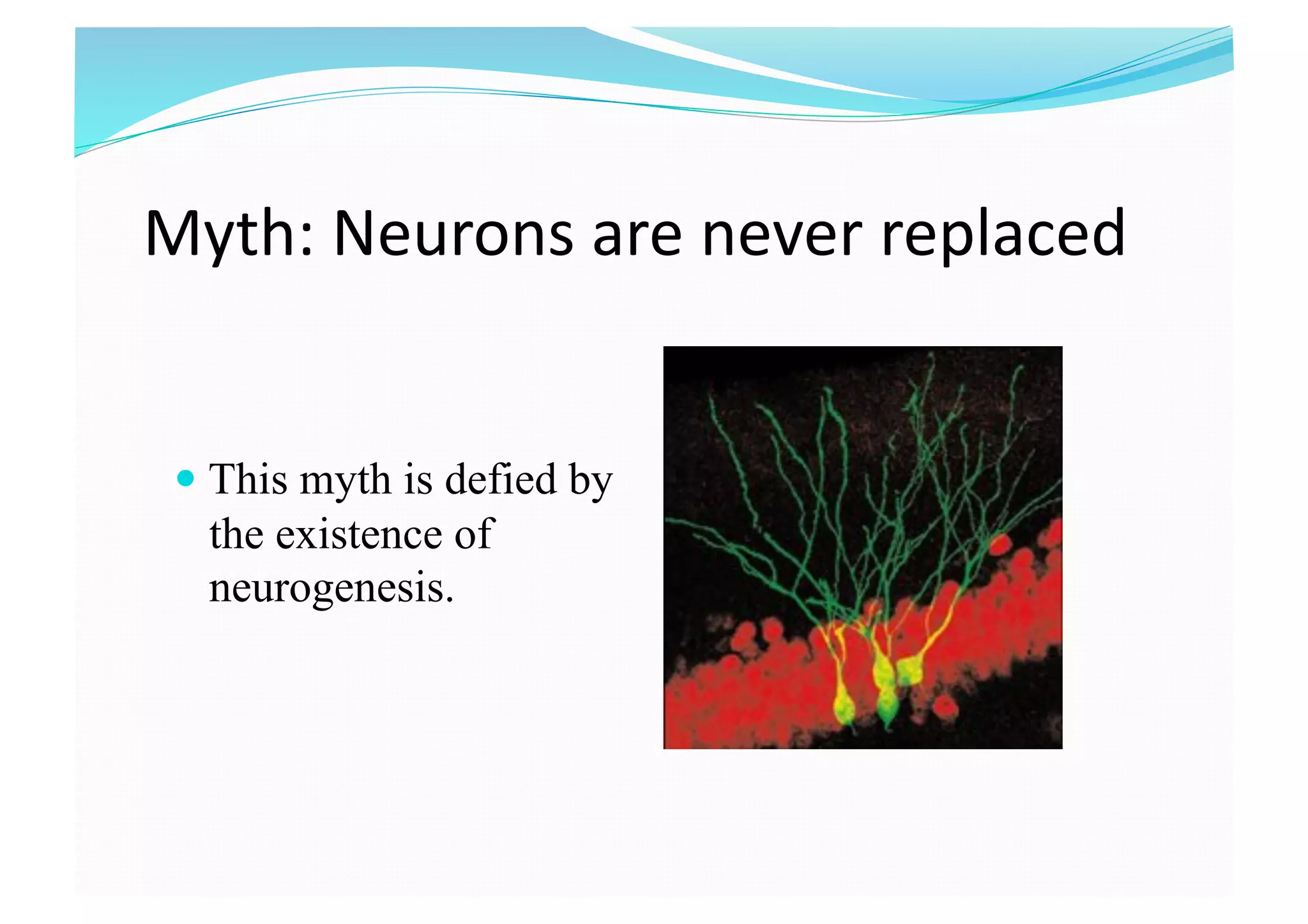 Myth: Neurons are never replaced 
 This myth is defied by
the existence of
neurogenesis.
 
