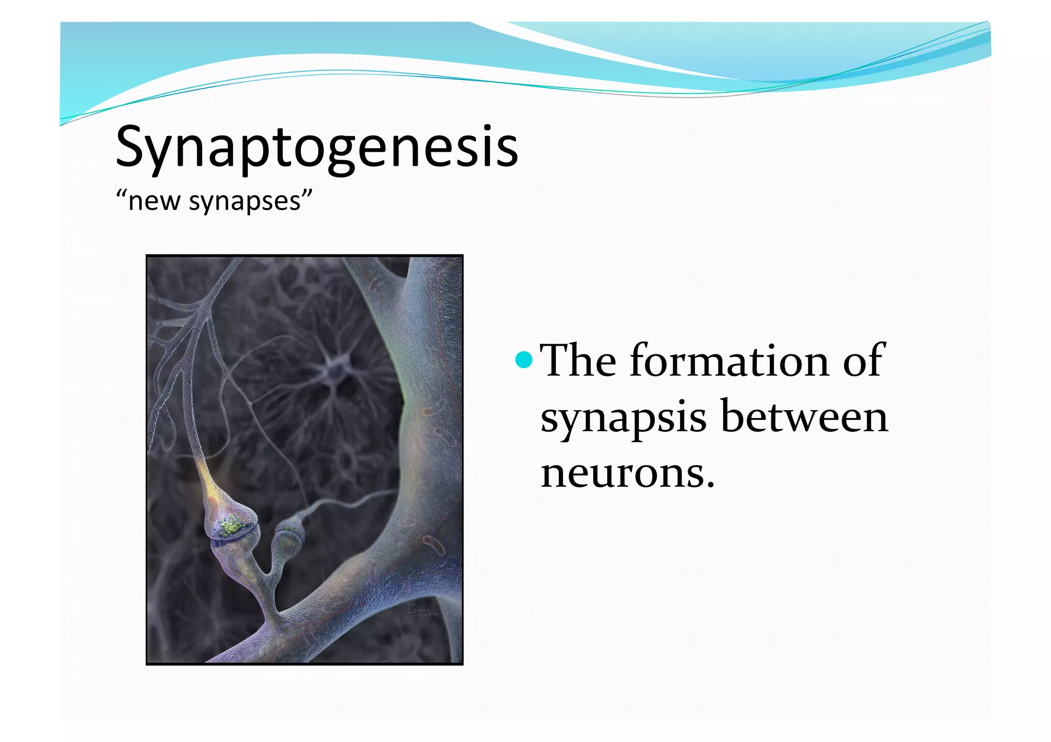 Synaptogenesis 
“new synapses” 
 The formation of 
synapsis between 
neurons. 
 