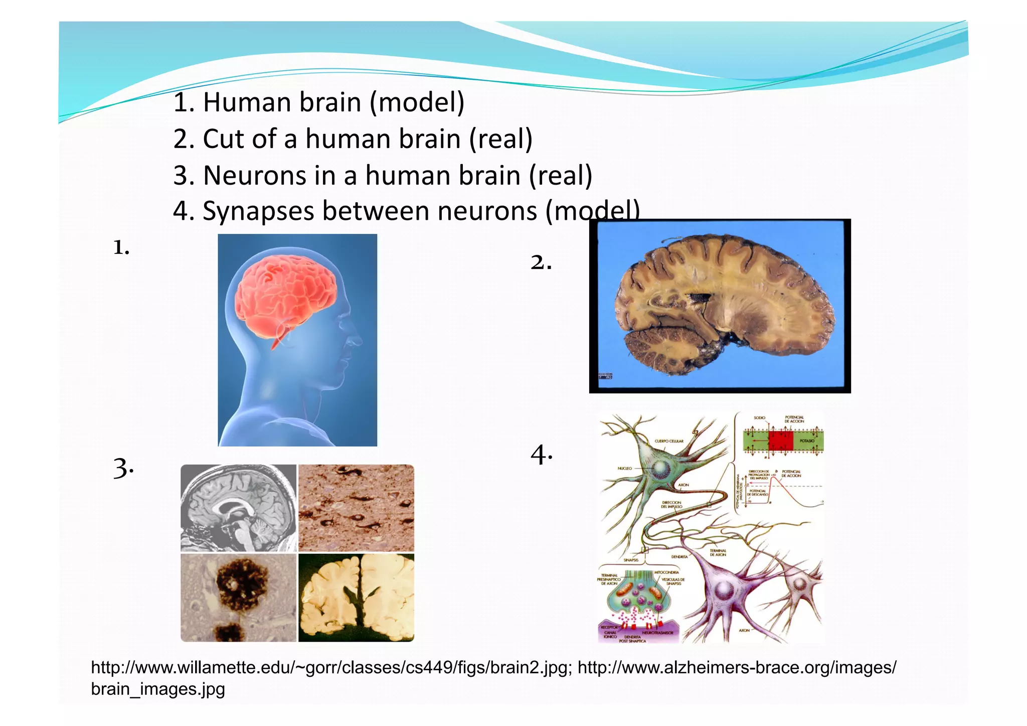 1. Human brain (model) 
2. Cut of a human brain (real)  
3. Neurons in a human brain (real) 
4. Synapses between neurons (model) 
1. 
3. 
http://www.willamette.edu/~gorr/classes/cs449/figs/brain2.jpg; http://www.alzheimers-brace.org/images/
brain_images.jpg
2.
4. 
 