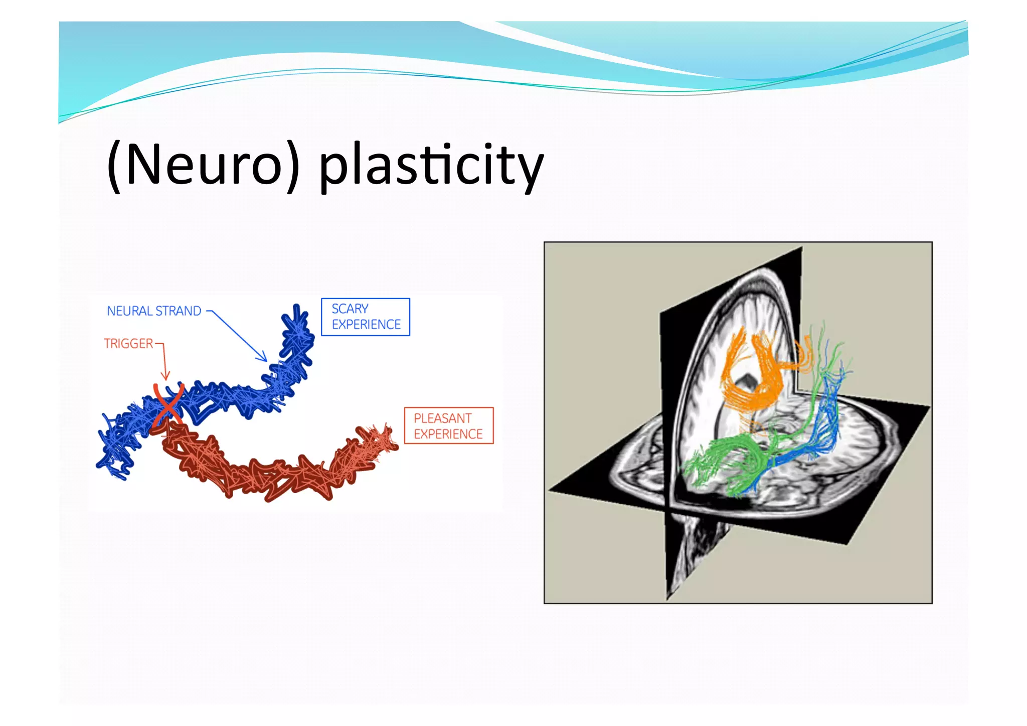 (Neuro) plas8city 
 