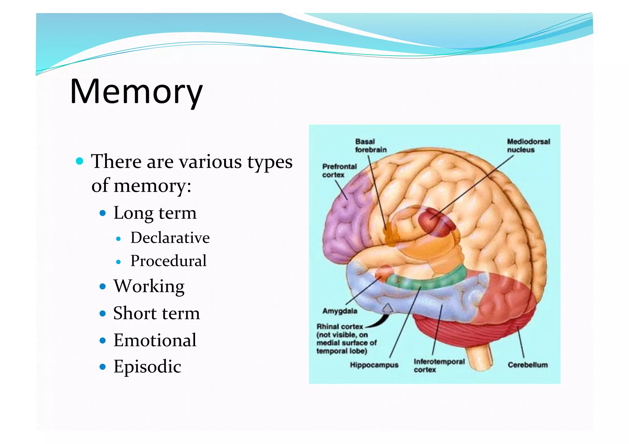 Memory 
  There are various types 
of memory: 
  Long term 
  Declarative 
  Procedural 
  Working 
  Short term 
  Emotional 
  Episodic 
 