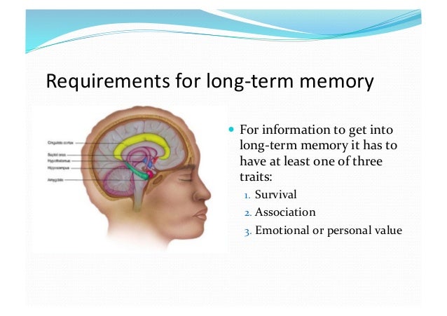 how the brain processes information memory retention and learning tra…