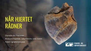NÅR HJERTET
RÅDNER
Charlotte Bie Thøstesen
Museumsinspektør, naturhistorie, cand. Scient
Fiskeri- og Søfartsmuseet
 