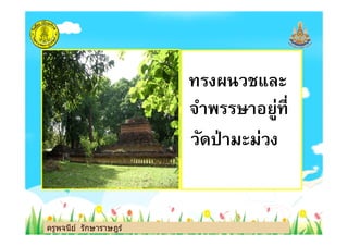 ทรงผนวชและ
จําพรรษาอยู่ที
ครูพจนีย์ รักษาราษฎร์
จําพรรษาอยู่ที
วัดป่ามะม่วง
ครูพจนีย์ รักษาราษฎร์
 