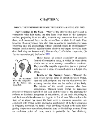 Fig. 24.—End-bulbs
from the conjunctiva
of the human eye,
magnified.
CHAPTER V.
TOUCH, THE TEMPERATURE SENSE, THE MUSCULAR SENSE, AND PAIN.
Nerve-endings in the Skin.—"Many of the afferent skin-nerves end in
connection with hair-bulbs; the fine hairs over most of the cutaneous
surface, projecting from the skin, transmit any movement impressed on
them, with increased force, to the nerve-fibres at their fixed ends. Fine
branches of axis-cylinders have also been described as penetrating between
epidermic cells and ending there without terminal organs. In or immediately
beneath the skin several peculiar forms of nerve end-organs have also been
described; they are known as (1) Touch-cells; (2) Pacinian corpuscles; (3)
Tactile corpuscles; (4) End-bulbs."[23]
These bodies all consist essentially of granules
formed of connective tissue, in which or round about
which one or more sensory nerve-fibres terminate.
They probably magnify impressions just as a grain of
sand does in a shoe, or a crumb does in a finger of a
glove.
Touch, or the Pressure Sense.—"Through the
skin we get several kinds of sensation; touch proper,
heat and cold, and pain; and we can with more or less
accuracy localize them on the surface of the body.
The interior of the mouth possesses also three
sensibilities. Through touch proper we recognize
pressure or traction exerted on the skin, and the force of the pressure; the
softness or hardness, roughness or smoothness, of the body producing it;
and the form of this when not too large to be felt all over. When to learn the
form of an object we move the hand over it, muscular sensations are
combined with proper tactile, and such a combination of the two sensations
is frequent; moreover, we rarely touch anything without at the same time
getting temperature sensations; therefore pure tactile feelings are rare. From
an evolution point of view, touch is probably the first distinctly
 