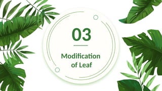 03
Modification
of Leaf
 