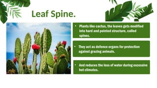 Leaf Spine.
• They act as defence organs for protection
against grazing animals.
• Plants like cactus, the leaves gets modified
into hard and pointed structure, called
spines.
• And reduces the loss of water during excessive
hot climates.
 