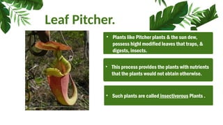 Leaf Pitcher.
• This process provides the plants with nutrients
that the plants would not obtain otherwise.
• Plants like Pitcher plants & the sun dew,
possess highl modified leaves that traps, &
digests, insects.
• Such plants are called insectivorous Plants .
 