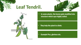 Leaf Tendril.
• They help the plant to climb.
• In some plants, the leaves gets modified into
structure which aqre highly coiled.
• Example Pea, gloriosa etc.
 