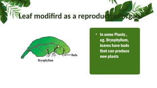 Leaf modifird as a reproductive organ.
• In some Plants ,
eg. Bryophyllum,
leaves have buds
that can produce
new plants
 