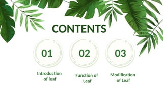 CONTENTS
01
Introduction
of leaf
02
Function of
Leaf
03
Modification
of Leaf
 