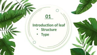01
Introduction of leaf
• Structure
• Type
 