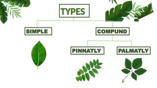 TYPES
SIMPLE COMPUND
PINNATLY PALMATLY
 